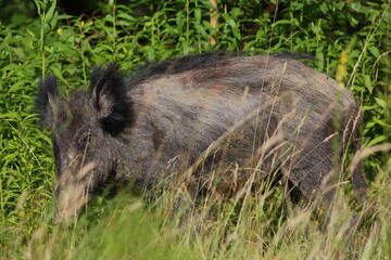 dzik w lesie © Micha