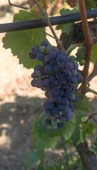 Fototapeta premium carignano cannonau and vermentino grapes ready for harvest