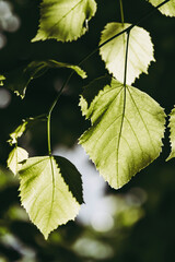 Feuilles de tilleul avec la lumière du soleil passant au travers - Close-up nervures de feuilles en transparence
