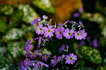 Beautiful flowers blooming in the garden on a sunny day