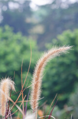 Obraz premium Beautiful flowers blooming in the garden on a sunny day