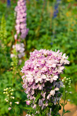 Obraz premium Beautiful flowers blooming in the garden on a sunny day