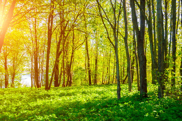 Summer forest landscape in sunny weather - forest trees lit by soft sunlight
