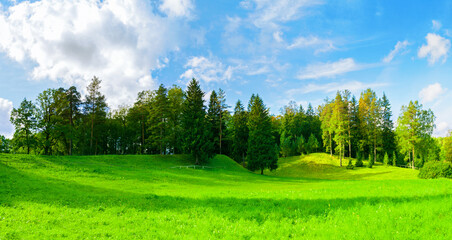 Forest spring landscape panorama - dense forest trees in the valley in sunny weather