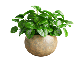 A lush green Indoor plants Chinese Evergreen Aglaonema in a round pot with a textured surface. The plant has glossy leaves and appears to be healthy and thriving.