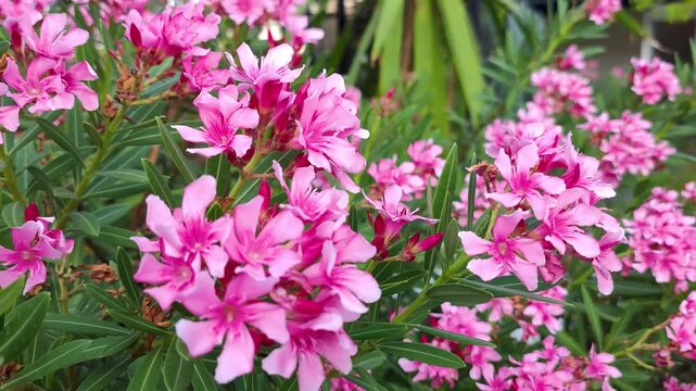 Leucophyllum or Texas Sage is a low maintenance evergreen shrub. It belongs to Scrophulariaceae family. It has purple coloured flowers which blooms under humid conditions. Pink Flower