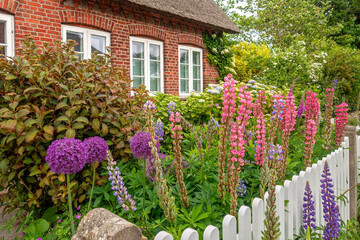 Traditionelles Friesenhaus mit Backsteinfassade, Reetdach und Vorgarten mit Lupinen auf der Nordseeinsel F&ouml;hr