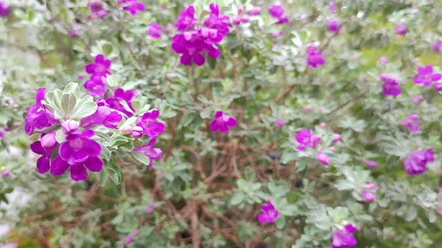 Leucophyllum or Texas Sage is a low maintenance evergreen shrub. It belongs to Scrophulariaceae family. It has purple coloured flowers which blooms under humid conditions. Pan Purple Flower Garden