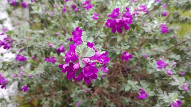 Leucophyllum or Texas Sage is a low maintenance evergreen shrub. It belongs to Scrophulariaceae family. It has purple coloured flowers which blooms under humid conditions. Stable Purple Flower Garden