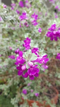 Leucophyllum or Texas Sage is a low maintenance evergreen shrub. It belongs to Scrophulariaceae family. It has purple coloured flowers which blooms under humid conditions. Zoom in , Out Purple Flower