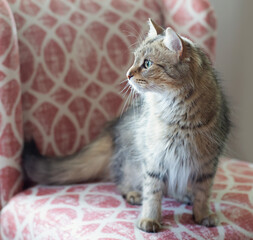 Light brown cat sitting on red patterned chair, looking to the left