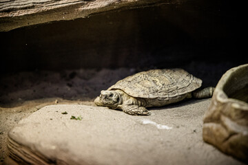An adorable turtle taking a leisurely break while basking on a sun-warmed rock within the confines of a safe and cozy enclosure