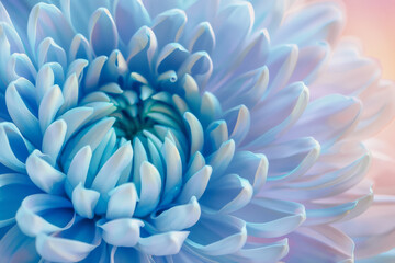Obraz premium A dreamy floral close-up of a chrysanthemum in delicate blue hues, set against a soft, pastel background.