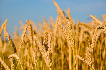 Obraz premium two ripening ears of wheat in the field close-up
