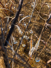 Icy bubbles grassy water