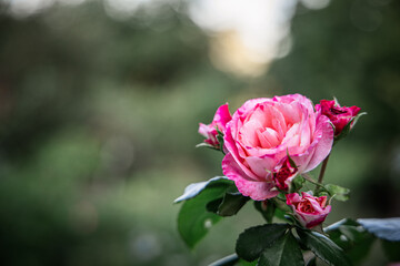 Pink rose blooming in a garden