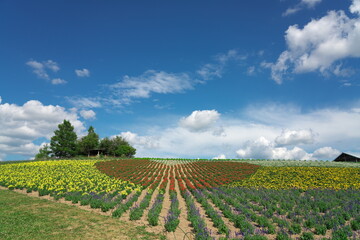 花畑の丘