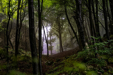Obraz premium Trees in a forest of the alps in a rainy day
