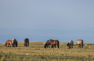 Obraz premium Wild Horses in Summer in the Pryor Mountains Montana