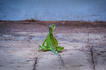 Closeup of backside of one wild green iguana in Grand Cayman sitting on pavement looking to one side as if making a decision on which way to go. 