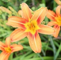 A close view of the orange tiger lily in the garden.