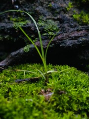 moss on the rocks