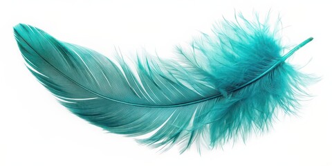 Turquoise feather of an angel on an isolated background, turquoise, feather, angel, isolated, background, spiritual, ethereal