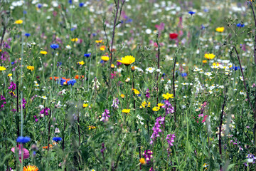 Mixed flowers in a meadow with wild flowers.