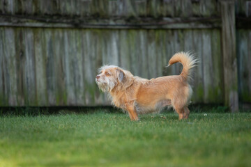 A brown, mixed-breed dog plays outside in a yard during summer.