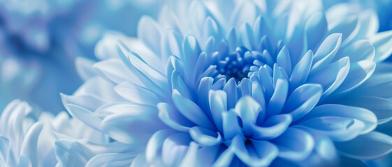 Obraz premium A mesmerizing close-up of a vibrant blue chrysanthemum, showcasing its intricate, layered petals in soft natural light.