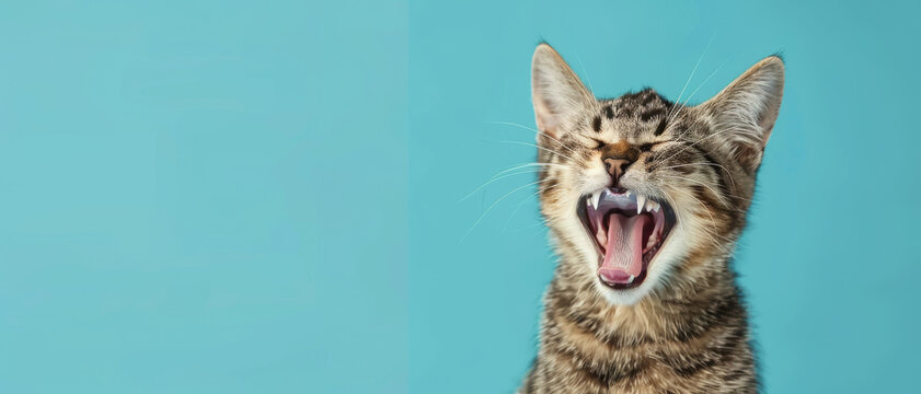 A yawning tabby kitten against a bright blue background.