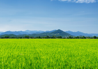 Fototapeta premium Rice plants in a paddy field: swaying in the breeze.