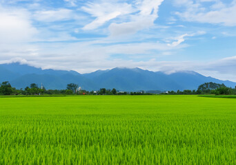 Rice plants in a paddy field: tranquil scene.