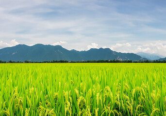Rice plants in a paddy field: rural charm.