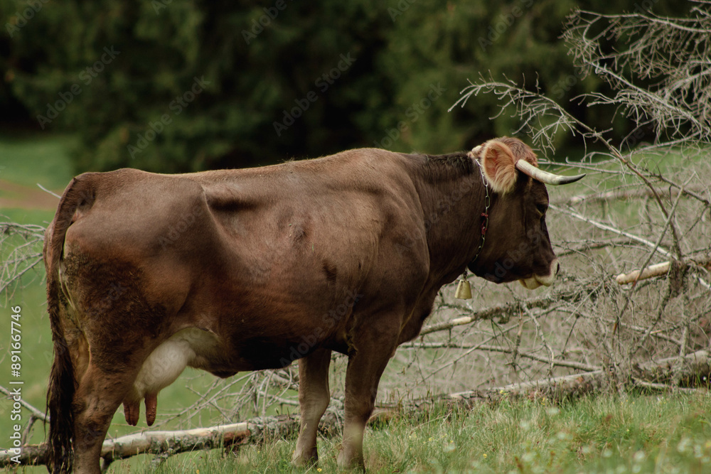 Wall mural cow in a field