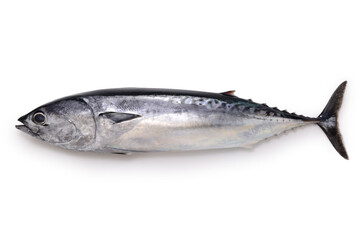 bullet tuna(auxis rochei) isolated on white background