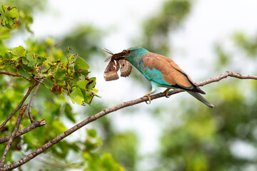 Rollier d'Europe,. Coracias garrulus, European Roller