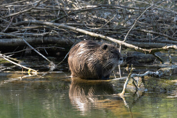 Ragondin,  Myocastor coypus
