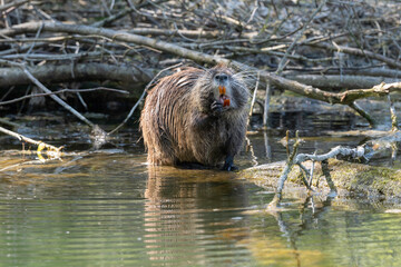 Ragondin,  Myocastor coypus