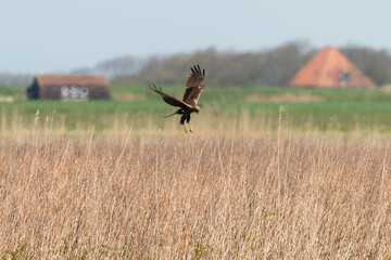 Busard des roseaux,.Circus aeruginosus, Western Marsh Harrier
