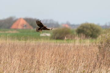 Busard des roseaux,.Circus aeruginosus, Western Marsh Harrier