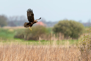 Busard des roseaux,.Circus aeruginosus, Western Marsh Harrier