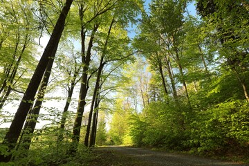 Path through spring deciduous forest, Poland.