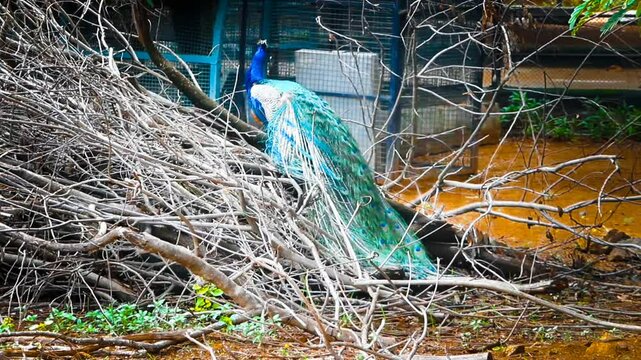 Video clip of a Colorful peacock. Peacock is India national bird. Picture clicked at Arignar Anna Zoological Park at Vandalur, Chennai, Tamil Nadu, South India, India