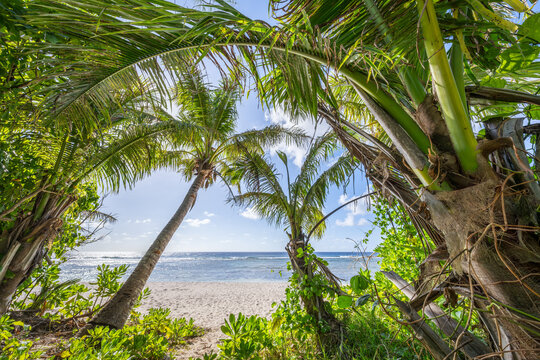 Palm trees on the beach, Guam, Ritidian Point, United States Territory