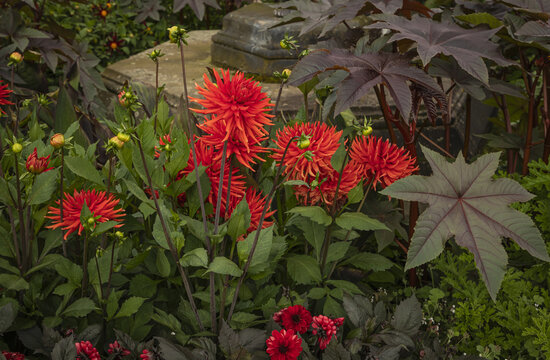 Bright orange Dahalia flowers in a flower bed