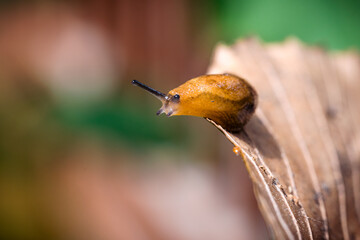 Close-up Macro Shot of a Slug Perched on Brown Foliage