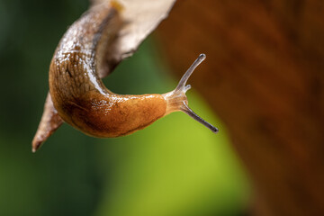 Close-up Macro Shot of a Slug Dangling from Brown Foliage