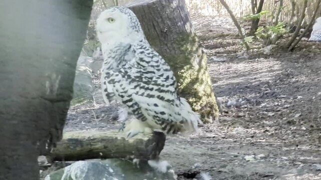 A snowy or polar owl looks around. Nyctea scandiaca or Bubo scandiacus.   Zoo in Portland, Oregon.
