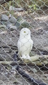 A snowy or polar owl looks around. Nyctea scandiaca or Bubo scandiacus.   Zoo in Portland, Oregon.
